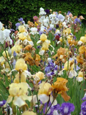 Iris, photo Fabrice Gu�rin