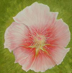 Rose tremi�re Groix