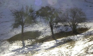 orchard view from the chalet.